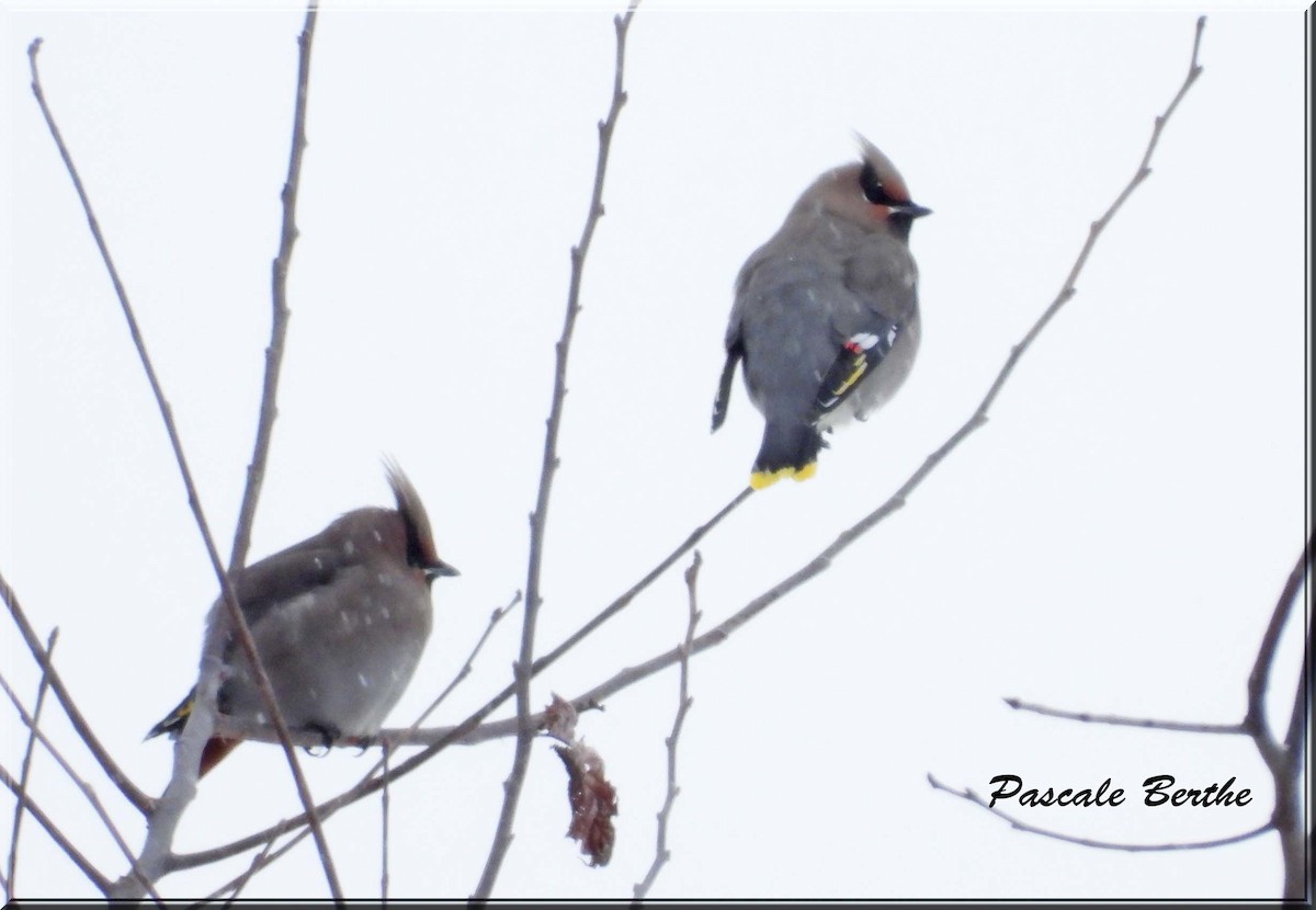 Свиристель - ML646515836