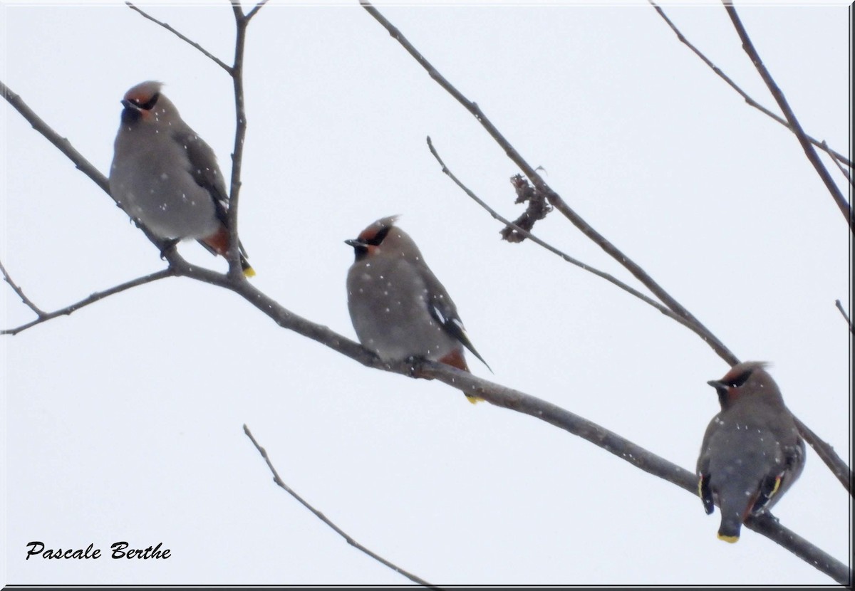 Свиристель - ML646515837