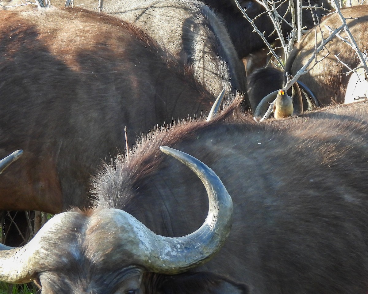 Yellow-billed Oxpecker - ML646515838