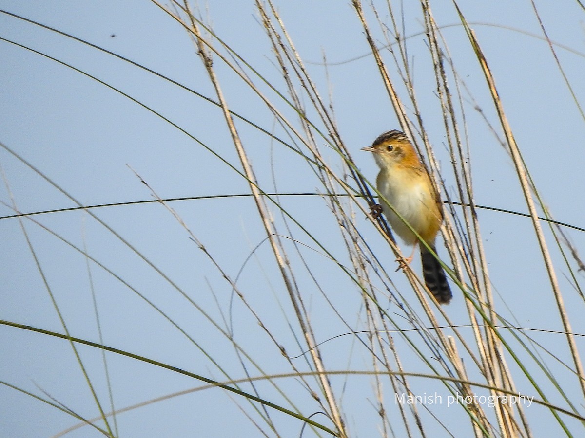 Altın Başlıklı Yelpazekuyruk - ML646515839