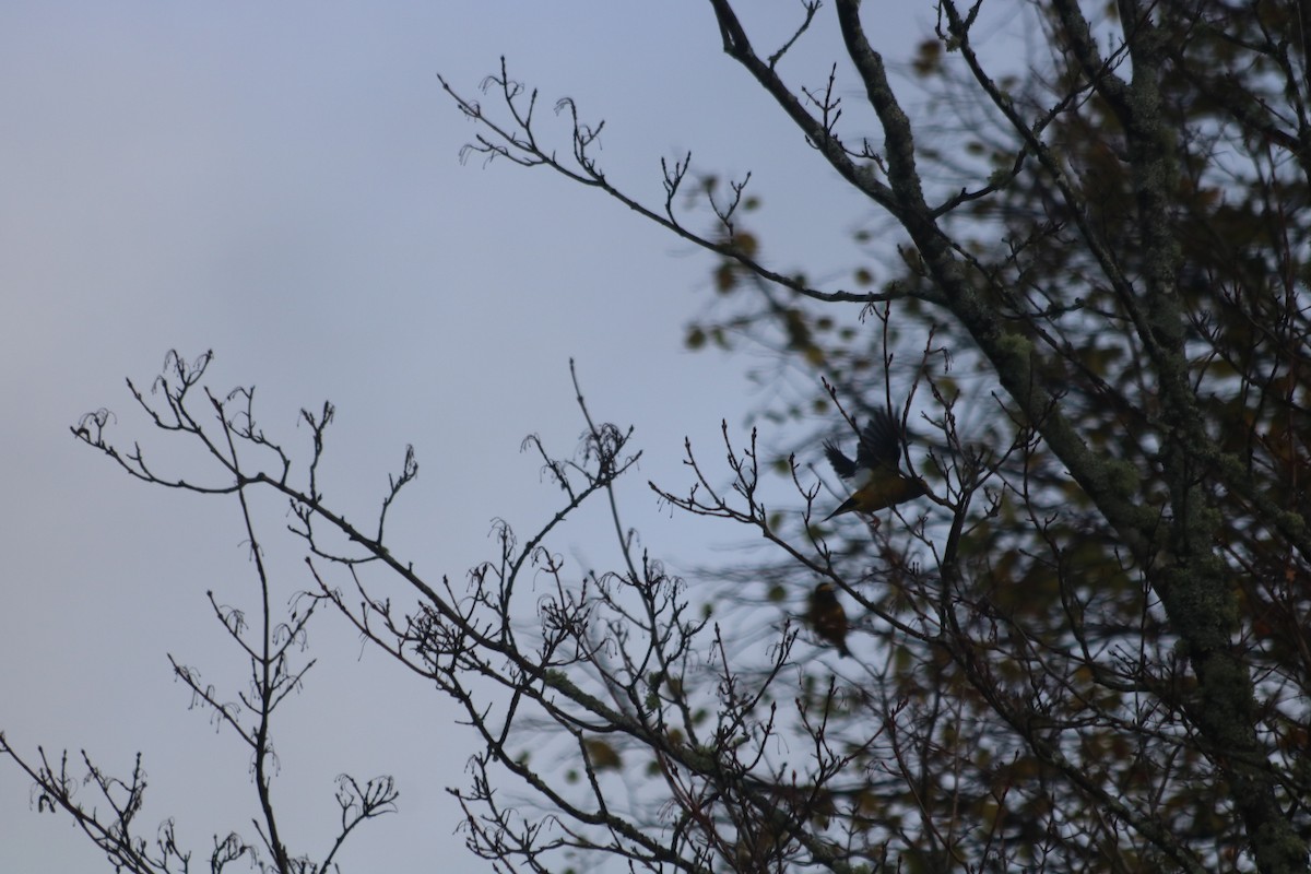 キビタイシメ - ML646515840