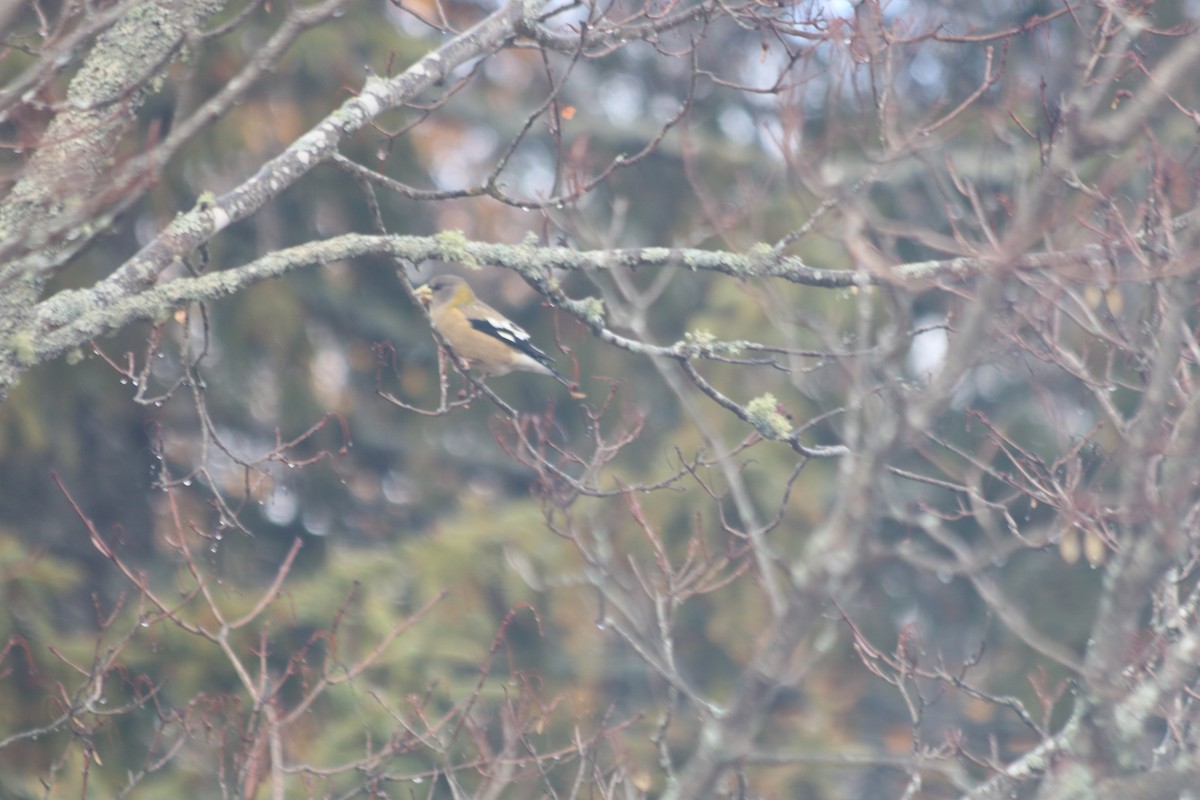 キビタイシメ - ML646515841