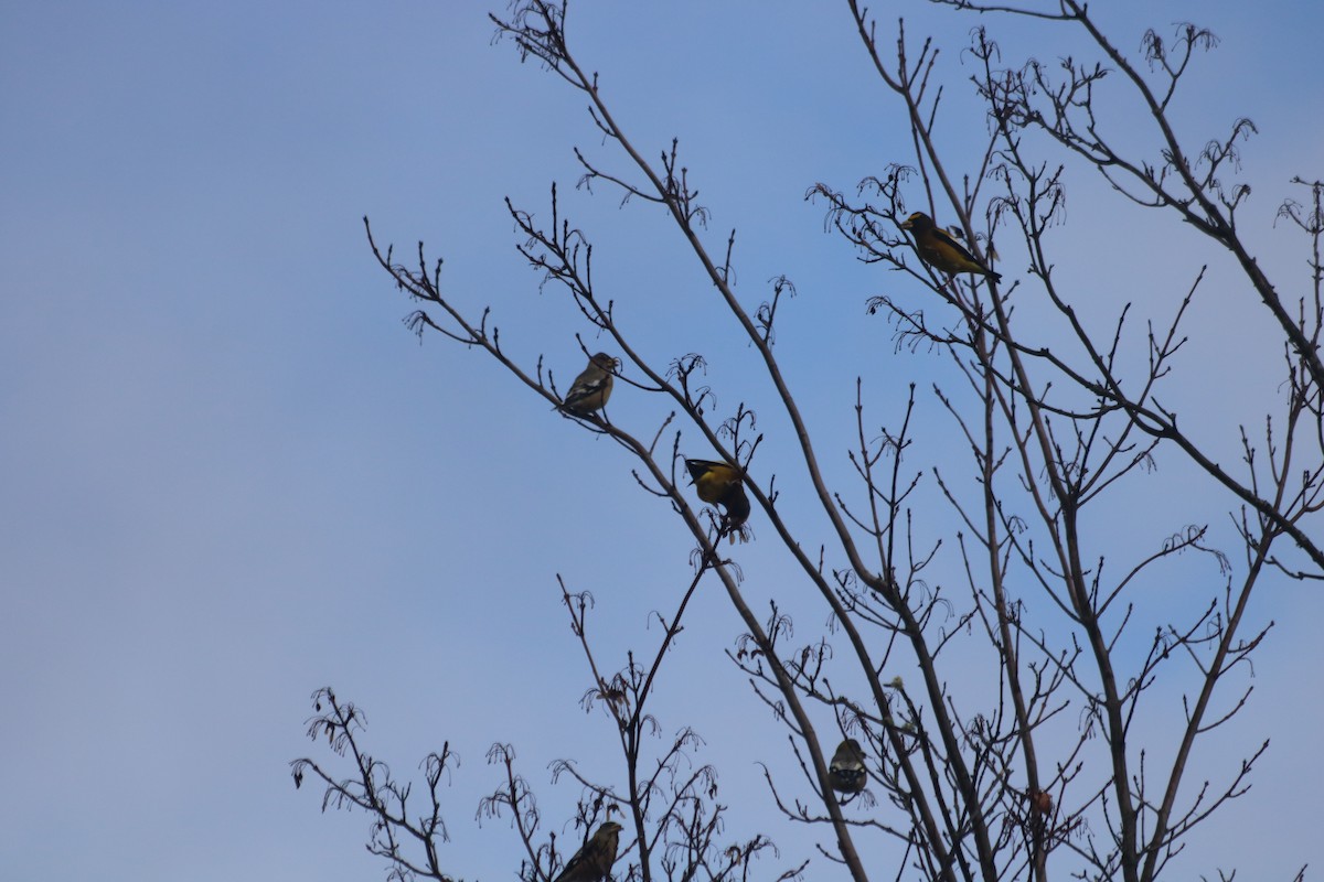 キビタイシメ - ML646515842