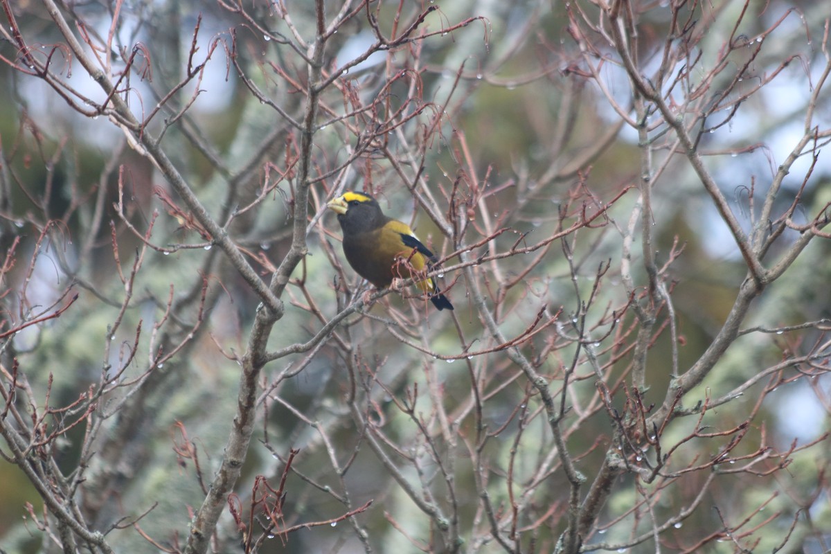 キビタイシメ - ML646515843