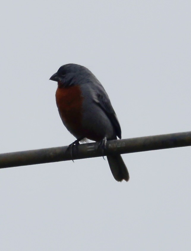 Chestnut-bellied Seedeater - ML646515844