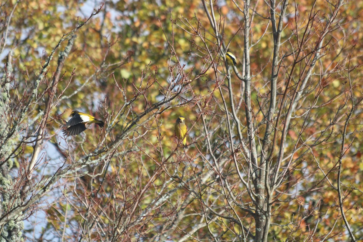 キビタイシメ - ML646515845