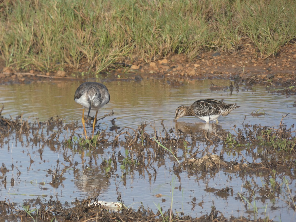 Greater Yellowlegs - ML646515846