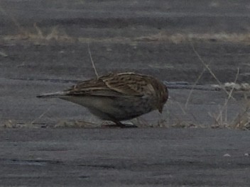 Chestnut-collared Longspur - ML646515851