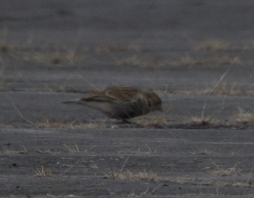 Chestnut-collared Longspur - ML646515852