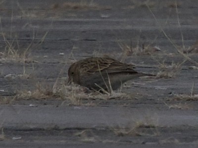 Chestnut-collared Longspur - ML646515853