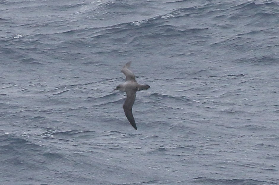 オオハイイロミズナギドリ - ML646515860