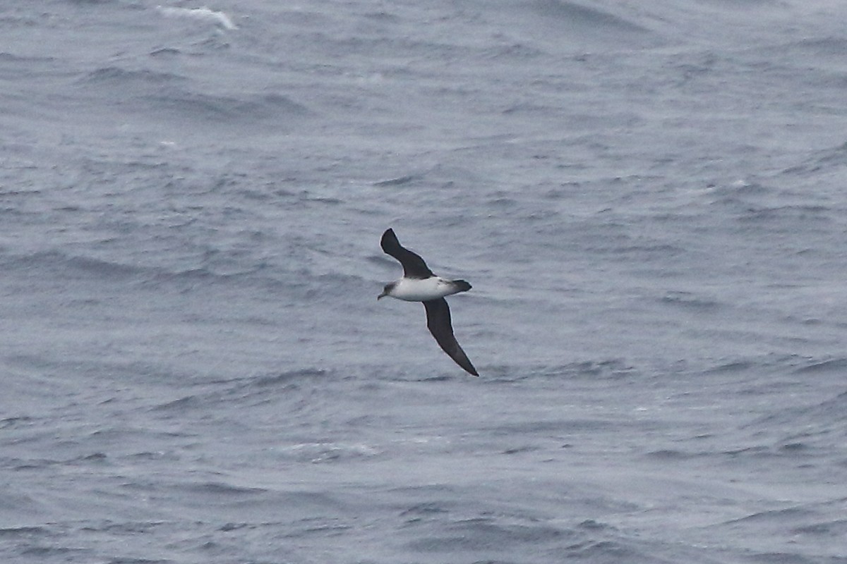 オオハイイロミズナギドリ - ML646515861