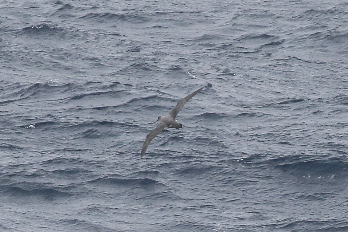 オオハイイロミズナギドリ - ML646515862