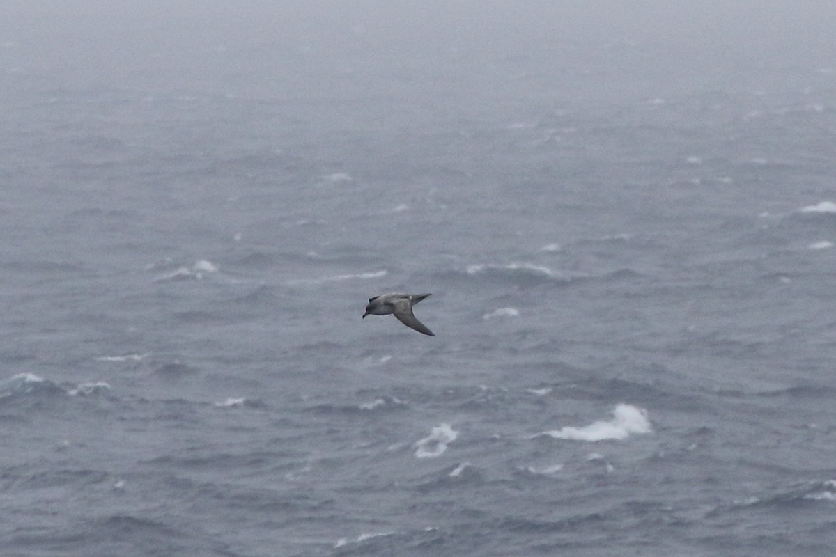 オオハイイロミズナギドリ - ML646515863