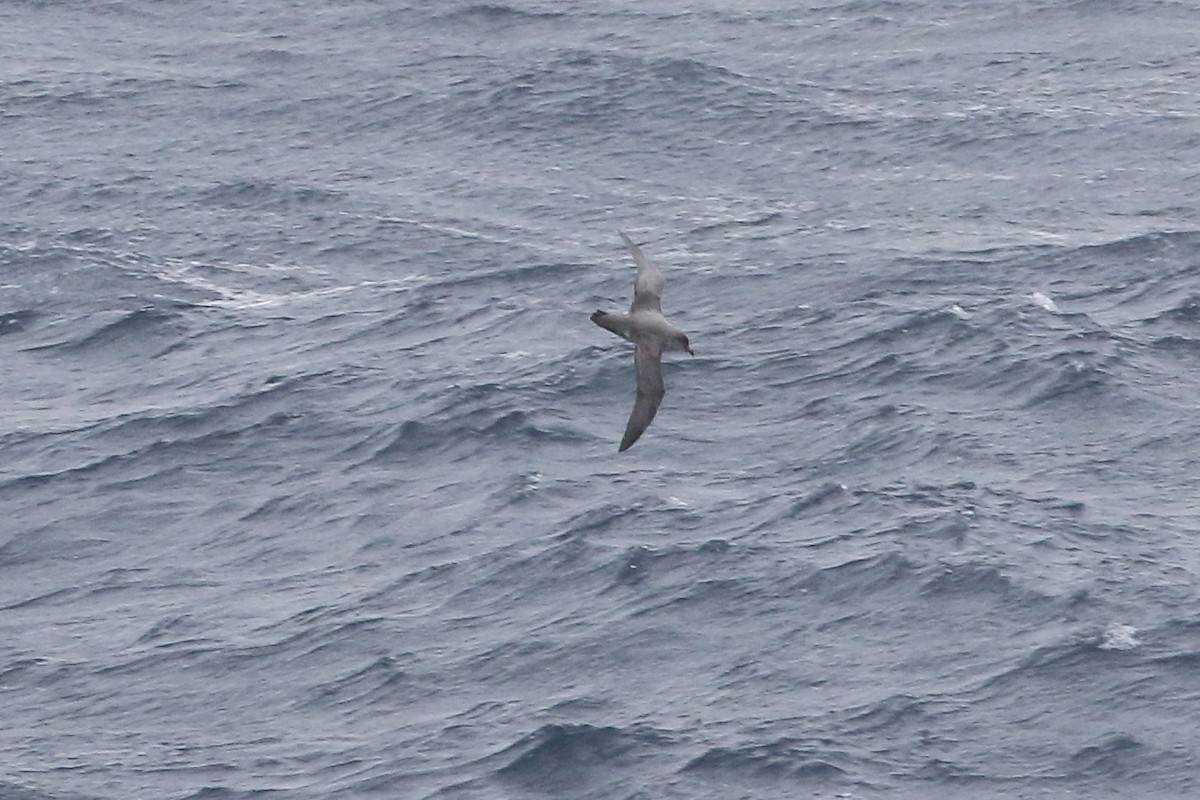 オオハイイロミズナギドリ - ML646515864