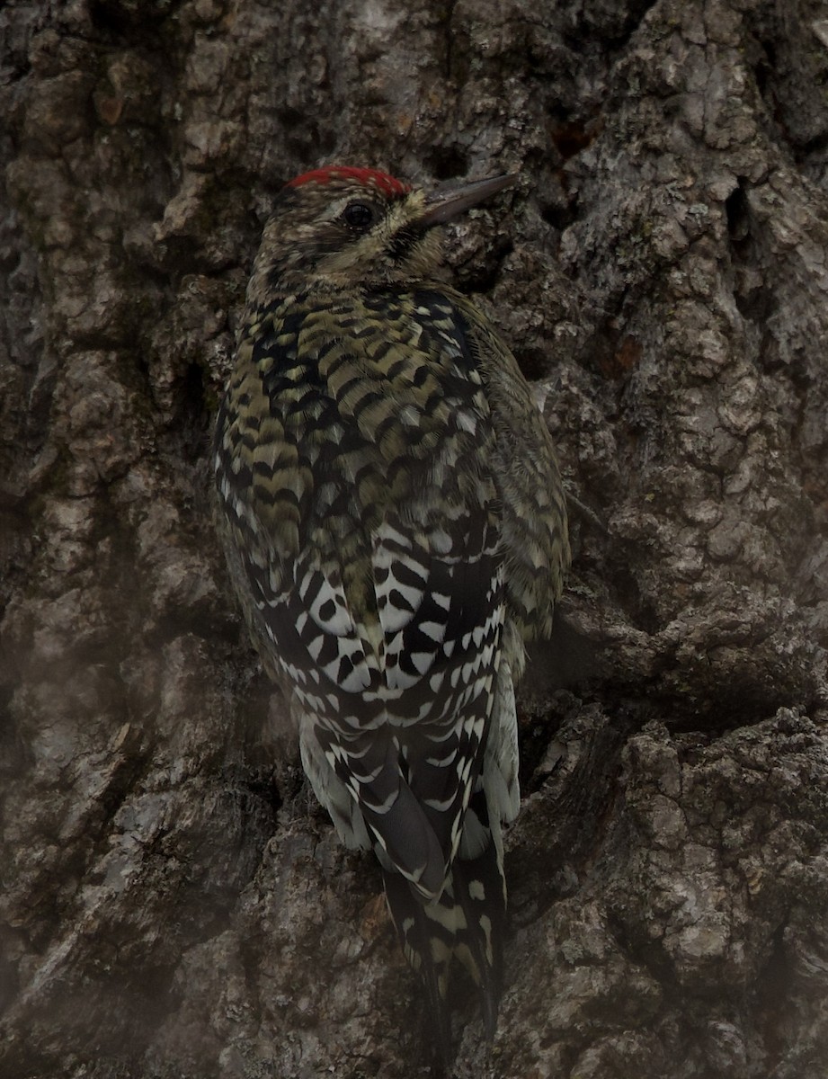 Yellow-bellied Sapsucker - ML646515876