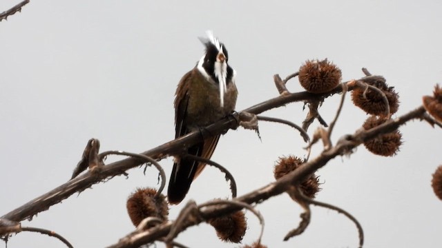 White-bearded Helmetcrest - ML646515877