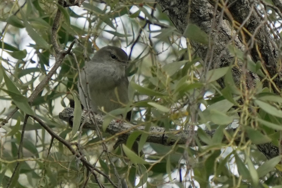 Japanseidensänger - ML646515881