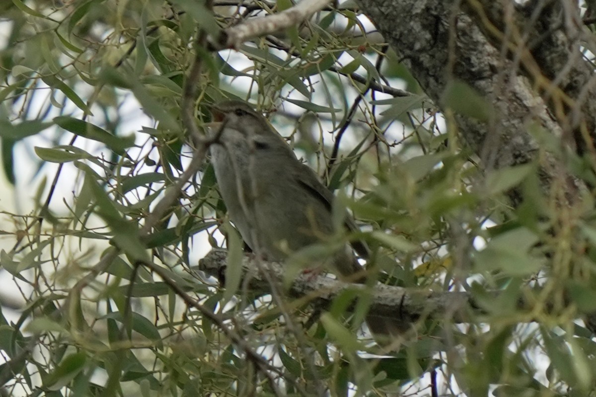 Japanseidensänger - ML646515882