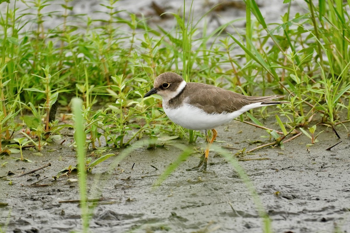 kulík říční - ML646515884