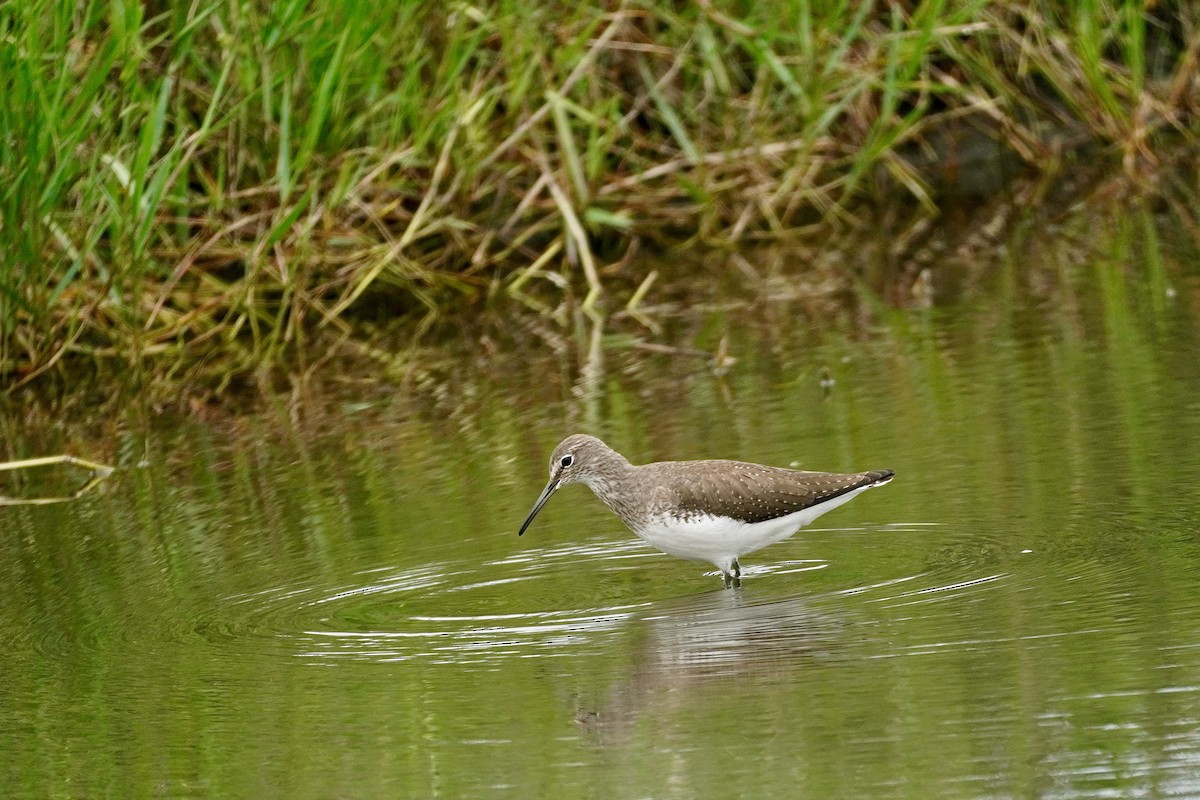vodouš kropenatý - ML646515891