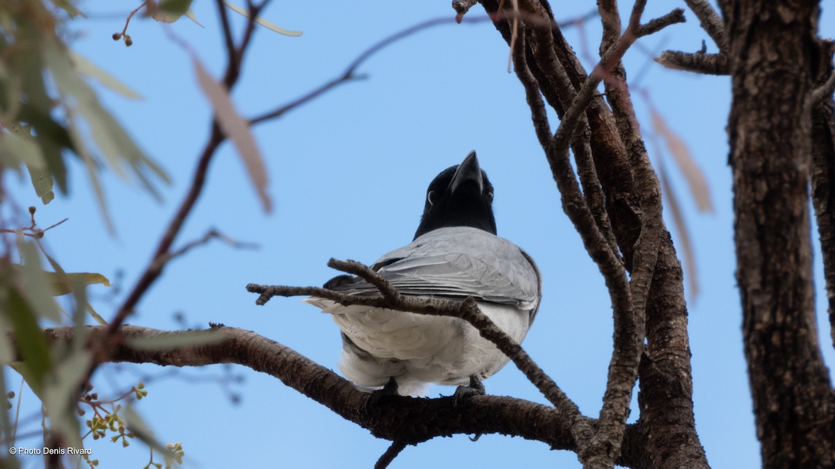 Black-faced Cuckooshrike - ML646515893