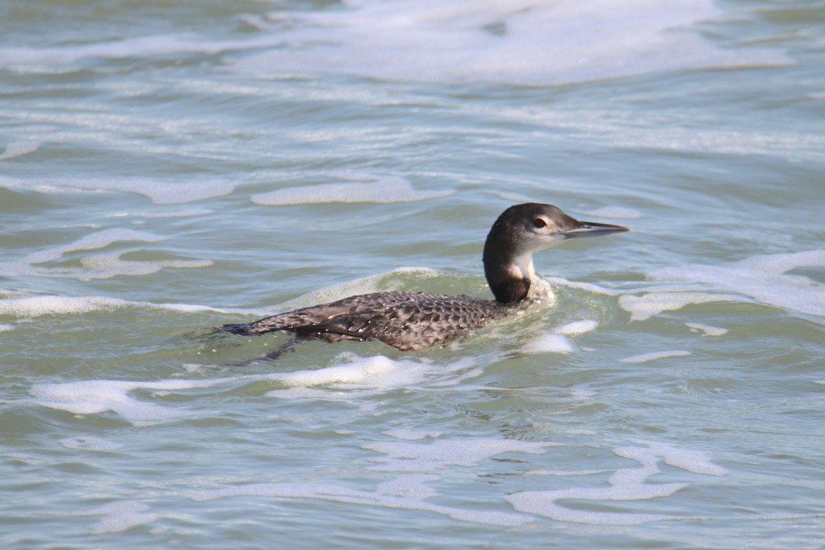 Гагара полярна - ML646515894