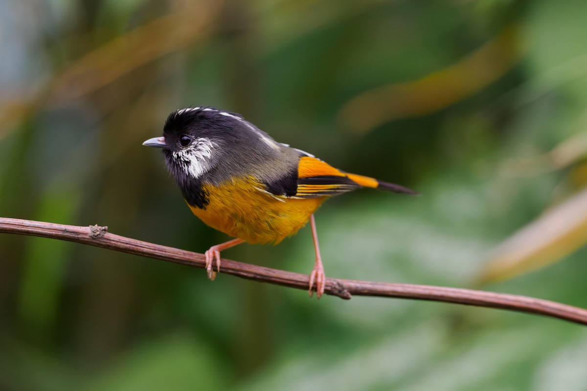 Golden-breasted Fulvetta - ML646515895