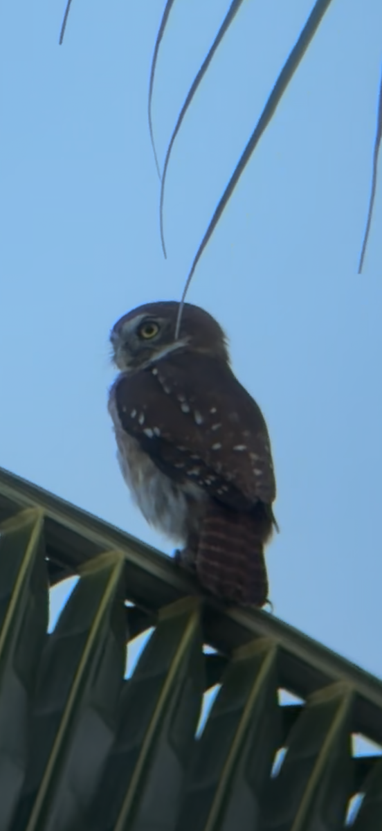 Ferruginous Pygmy-Owl - ML646515896