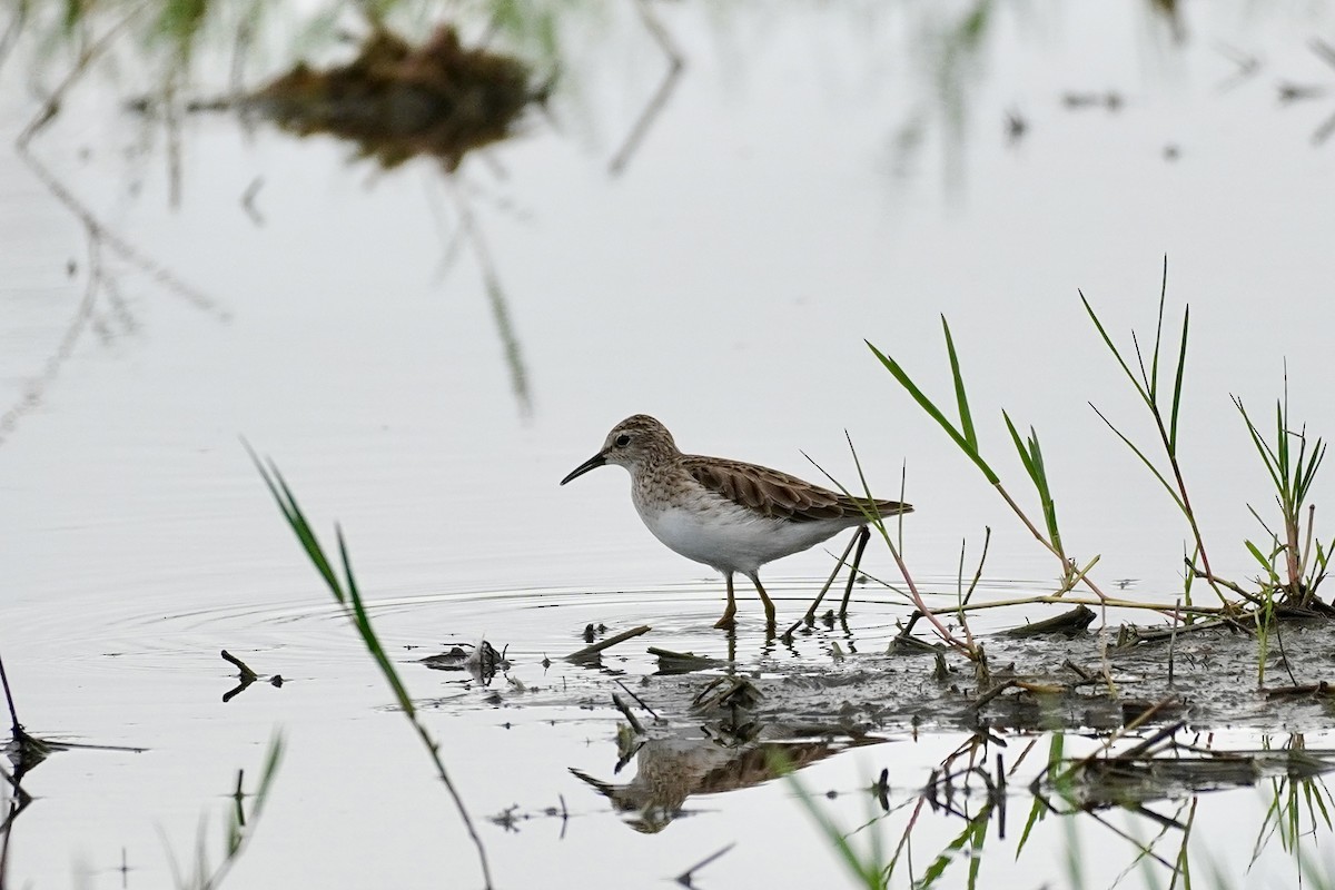 jespák dlouhoprstý - ML646515897