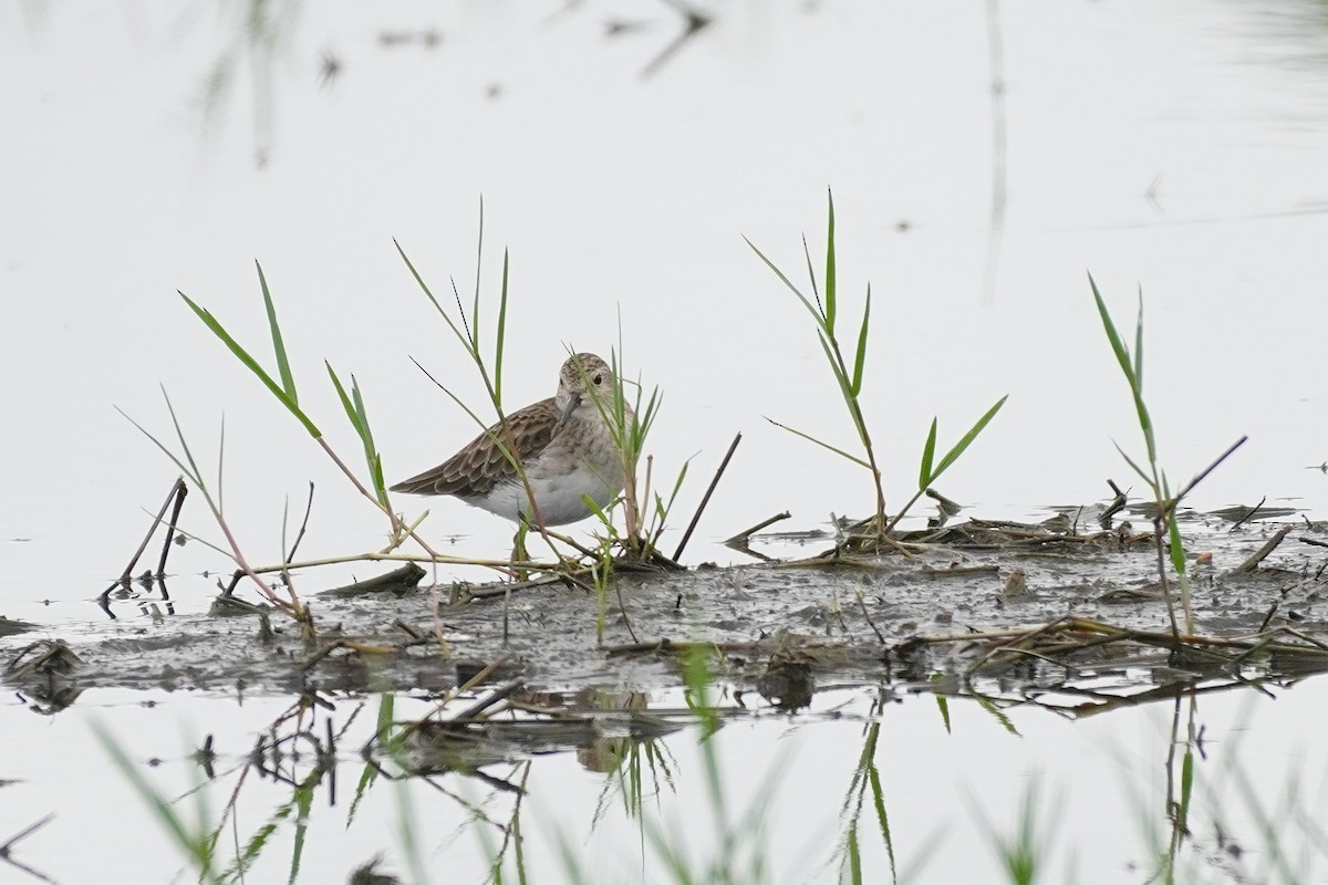 jespák dlouhoprstý - ML646515898