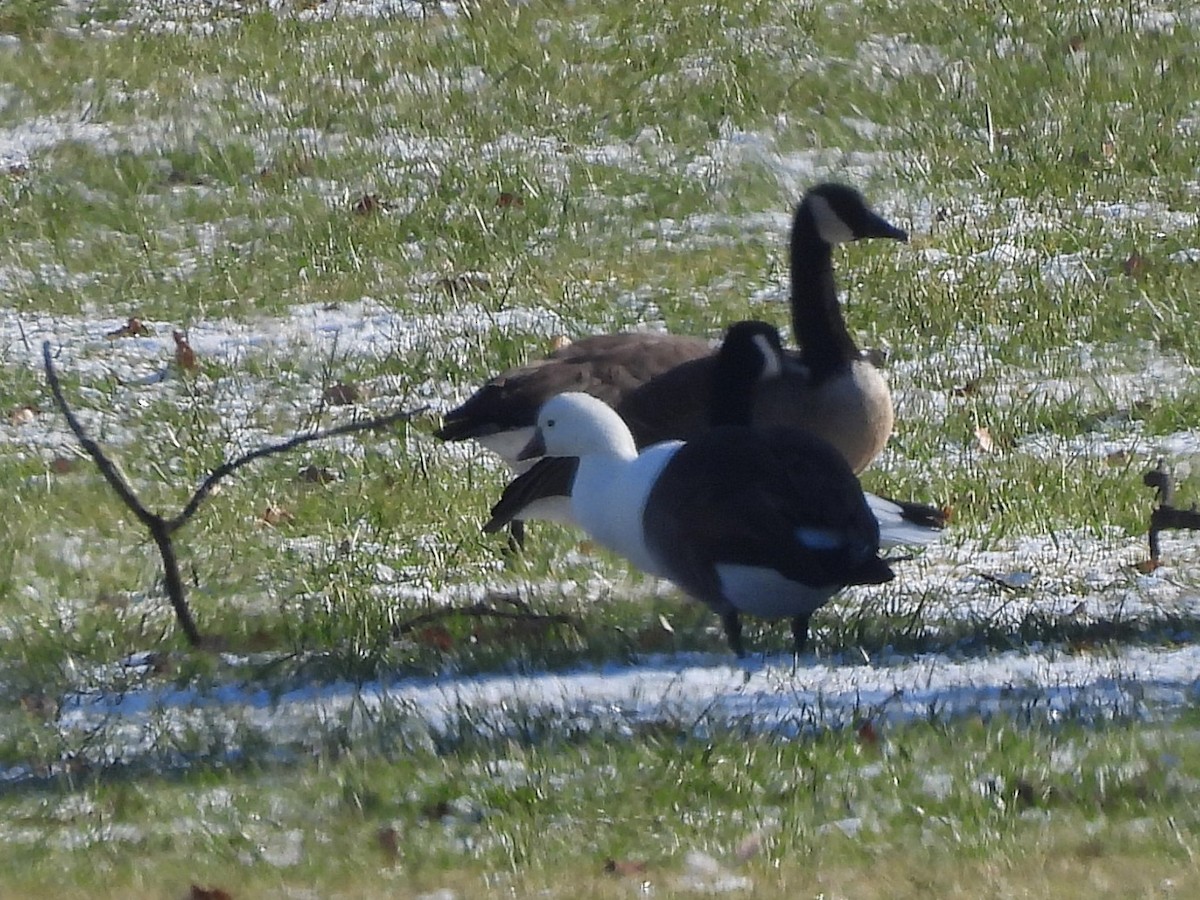 Ánsar de Ross - ML646515899