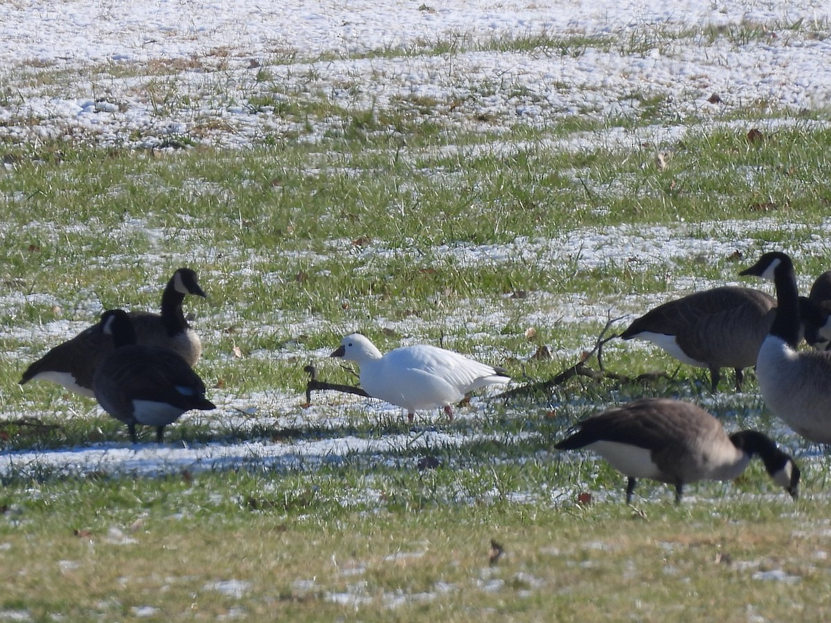 Ánsar de Ross - ML646515901