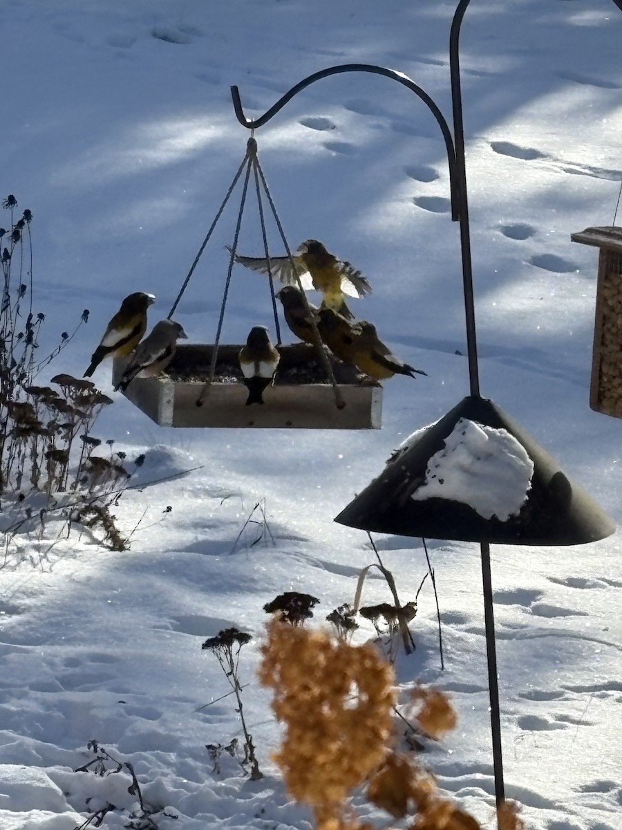 キビタイシメ - ML646515902