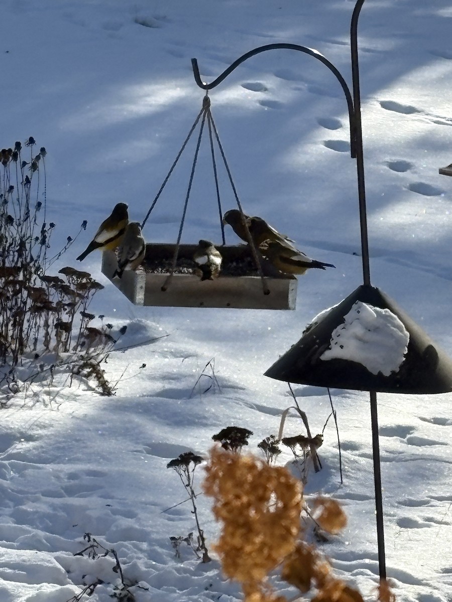 キビタイシメ - ML646515903