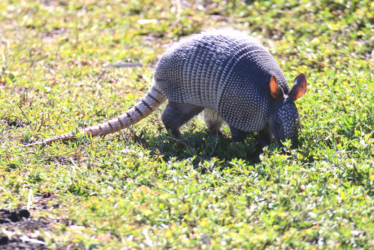 Nine-banded Armadillo - ML646515907