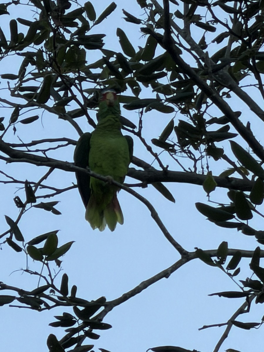 White-fronted Amazon - ML646515910