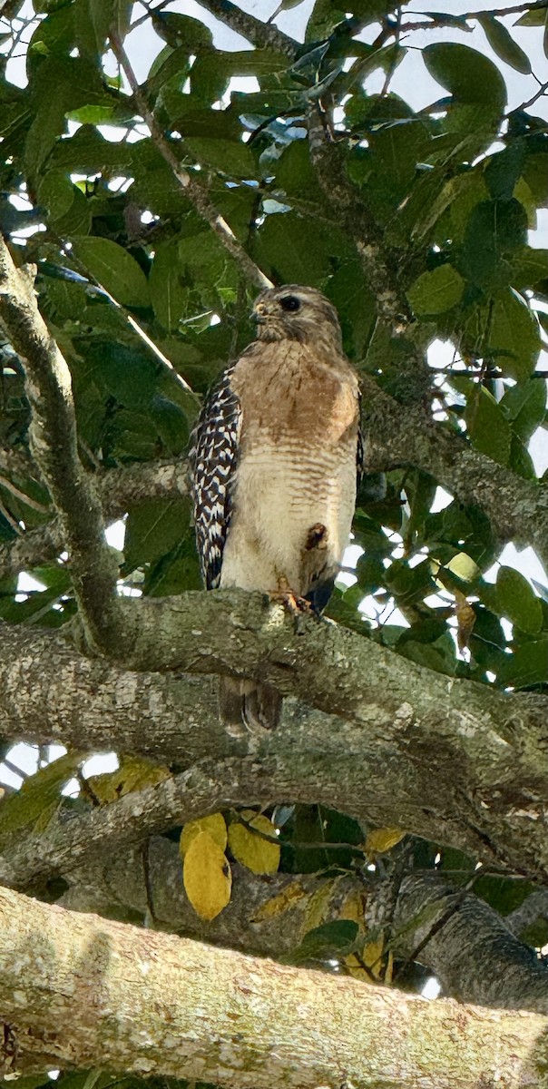 Red-shouldered Hawk - ML646515912