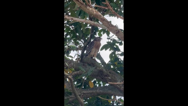 Red-shouldered Hawk - ML646515913