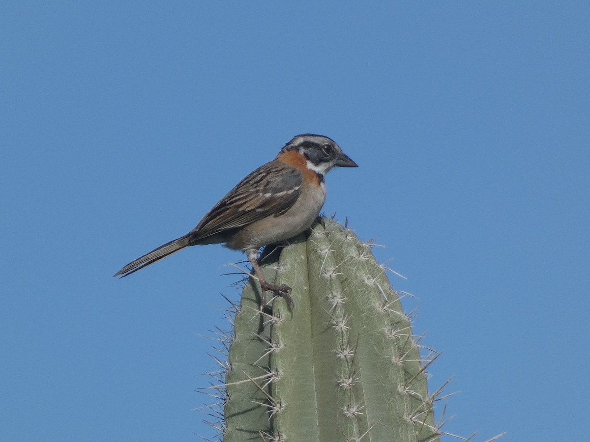 Rufous-collared Sparrow - ML646515915