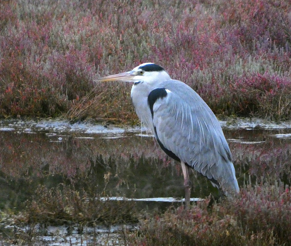 Gray Heron - ML646515922