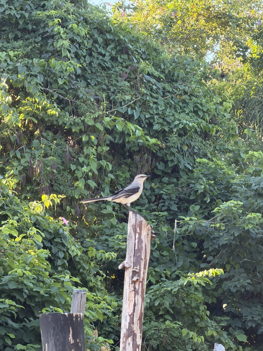 Tropical Mockingbird - ML646515924