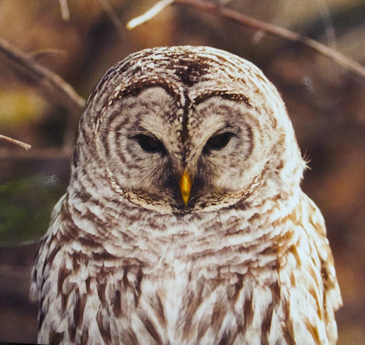 Полосатая неясыть - ML646515925