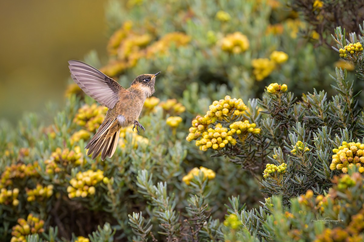 Buffy Helmetcrest - ML646515927