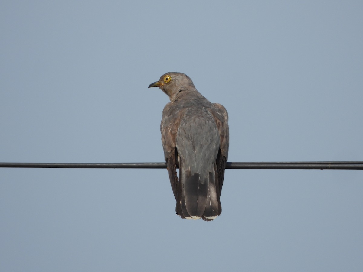 Common Cuckoo - ML646515929
