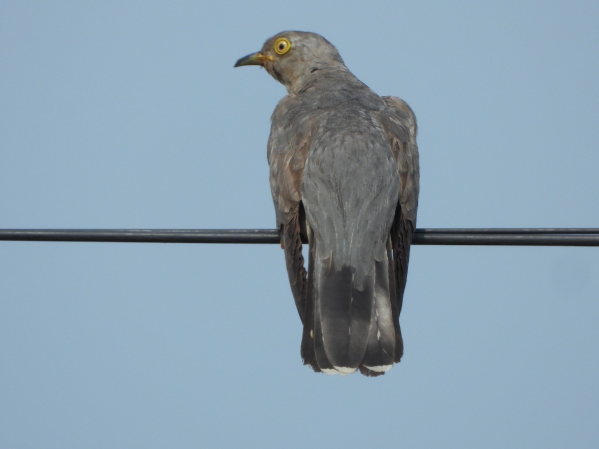 Common Cuckoo - ML646515930