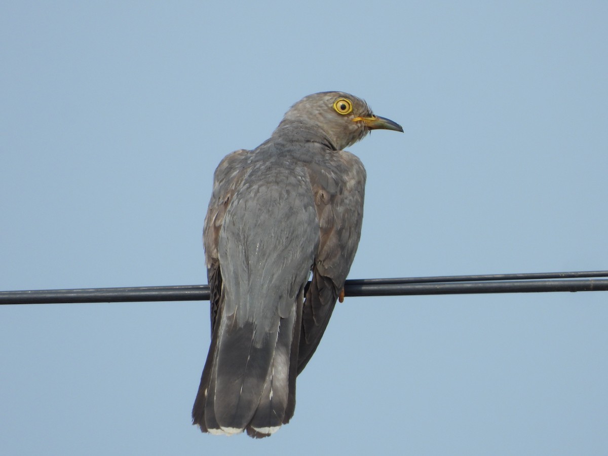 Common Cuckoo - ML646515931