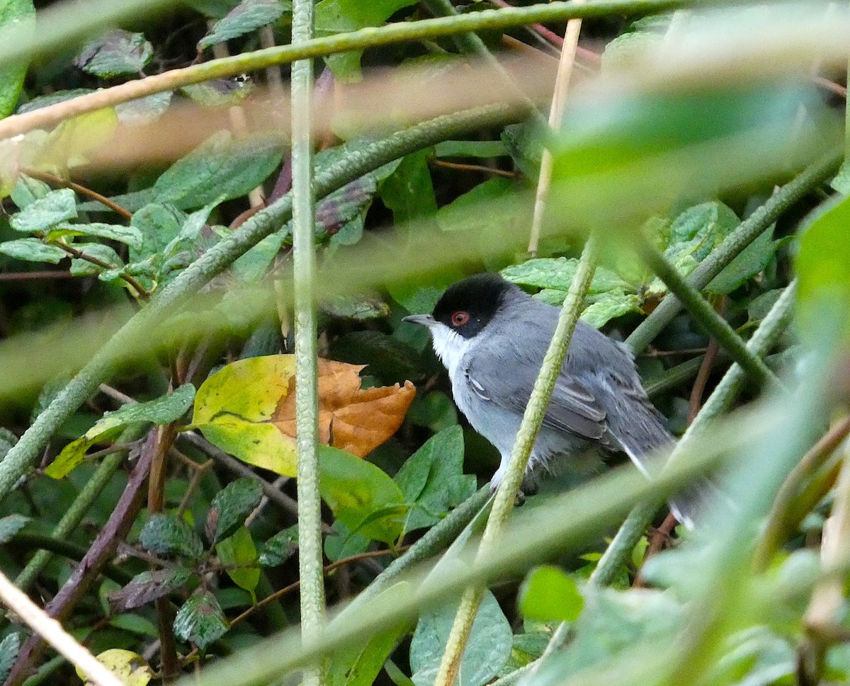 Sardinian Warbler - ML646515933