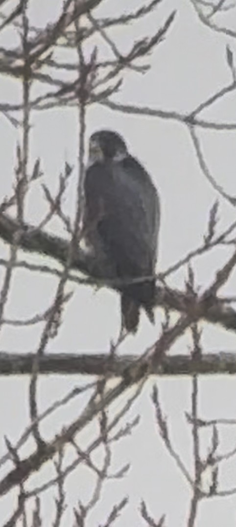 Peregrine Falcon - ML646515938