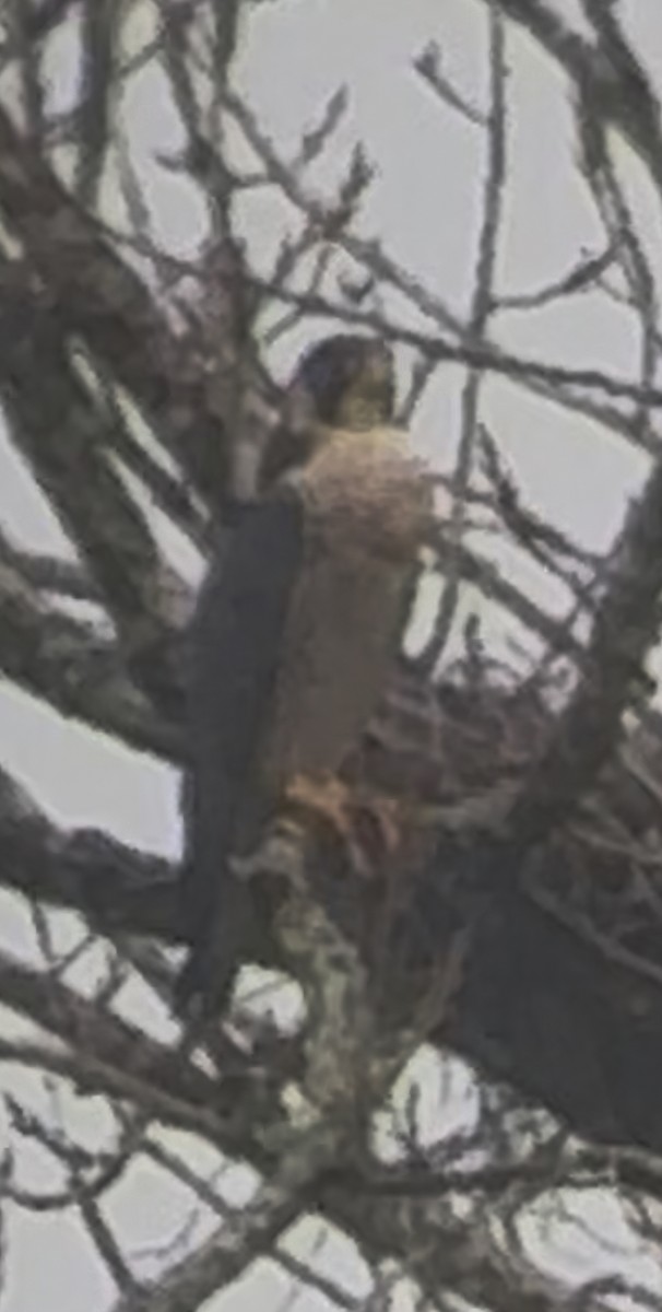 Peregrine Falcon - ML646515939